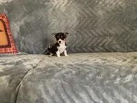 Muffin, a male Chihuahua for sale in Flora, IN – 7 of 7