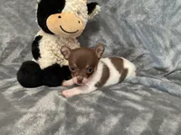 Eddy, a male Chihuahua for sale in Flora, IN – 7 of 7