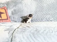 Muffin, a male Chihuahua for sale in Flora, IN – 6 of 7