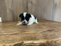 AKC Sparkle , a female Chihuahua for sale in Flora, IN – 1 of 7