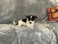 Cookie , a male Chihuahua for sale in Flora, IN – 3 of 9