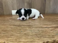 AKC Lego, a male Chihuahua for sale in Flora, IN – 4 of 7