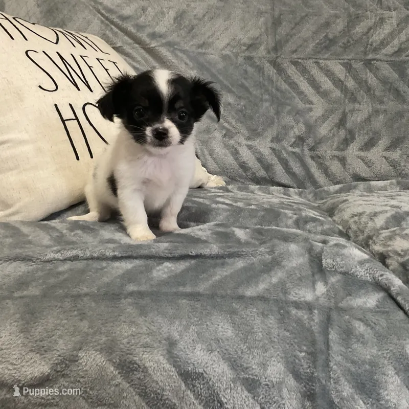 AKC Sparkle  – Chihuahua puppy for sale in Flora, IN
