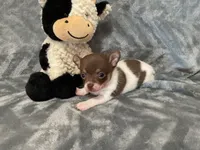 Eddy, a male Chihuahua for sale in Flora, IN – 4 of 7