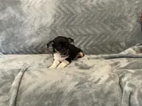 Sam, a male Chihuahua for sale in Flora, IN – 5 of 8