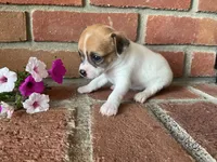 Petunia , a female Chihuahua for sale in Flora, IN – 2 of 5