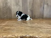 AKC Sweetheart , a female Chihuahua for sale in Flora, IN – 4 of 7