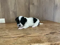 AKC Sparkle , a female Chihuahua for sale in Flora, IN – 4 of 7
