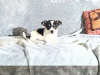 Cookie , a male Chihuahua for sale in Flora, IN – 9 of 9