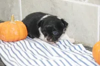 Fluffy, a male Chihuahua for sale in Flora, IN – 4 of 6