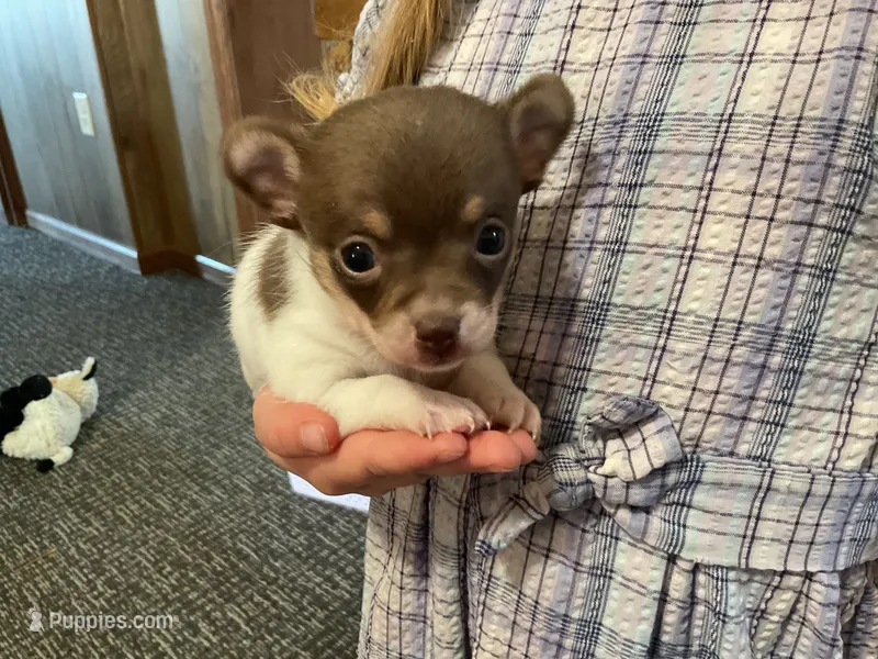 Eddy – Chihuahua puppy for sale in Flora, IN