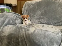Shark, a male Chihuahua for sale in Flora, IN – 4 of 8
