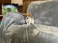 Shark, a male Chihuahua for sale in Flora, IN – 3 of 8