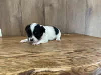 AKC Sparkle , a female Chihuahua for sale in Flora, IN – 3 of 7