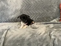 Sam, a male Chihuahua for sale in Flora, IN – 4 of 8