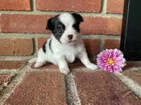 Dahlia , a female Chihuahua for sale in Flora, IN – 2 of 6