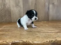 AKC Sweetheart , a female Chihuahua for sale in Flora, IN – 2 of 7