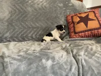 Cookie , a male Chihuahua for sale in Flora, IN – 4 of 9