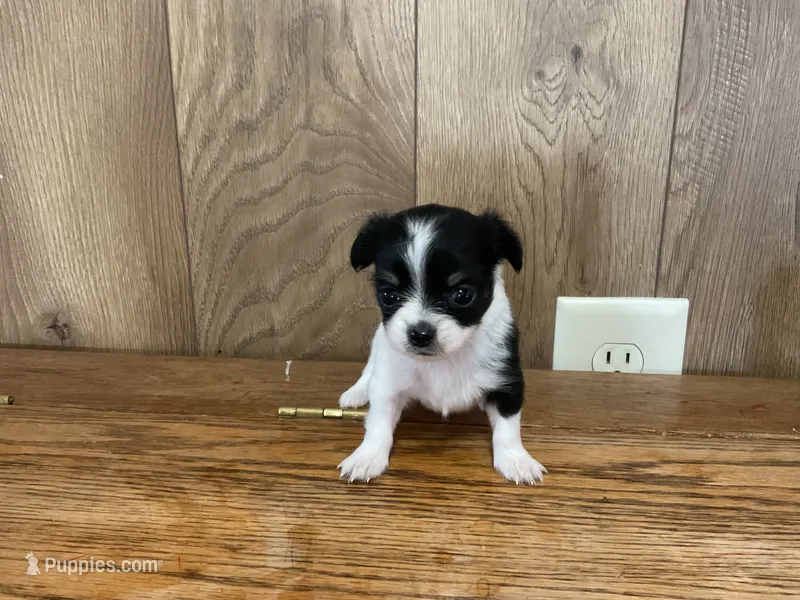 AKC Sweetheart  – Chihuahua puppy for sale in Flora, IN