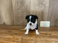 AKC Sweetheart , a female Chihuahua for sale in Flora, IN – 1 of 7