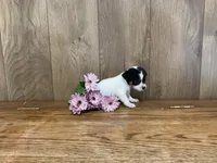 AKC Sunflower , a female Chihuahua for sale in Flora, IN – 4 of 7