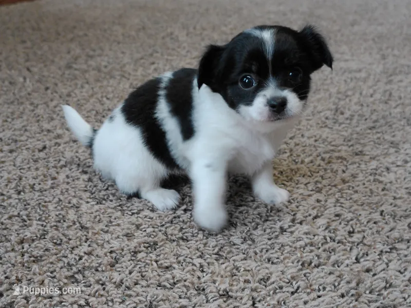 Tia AKC – Chihuahua puppy for sale in Flora, IN