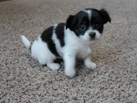 Tia AKC ON HOLD, a female Chihuahua for sale in Flora, IN – Photo 1 of 9