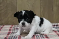 Tia AKC, a female Chihuahua for sale in Flora, IN – Photo 5 of 7