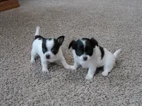 Tia AKC ON HOLD, a female Chihuahua for sale in Flora, IN – Photo 7 of 9