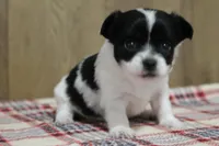 Tia AKC, a female Chihuahua for sale in Flora, IN – Photo 2 of 7
