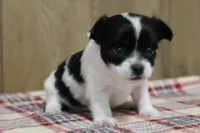 Tia AKC, a female Chihuahua for sale in Flora, IN – Photo 4 of 7