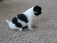 Tia AKC ON HOLD, a female Chihuahua for sale in Flora, IN – Photo 3 of 9