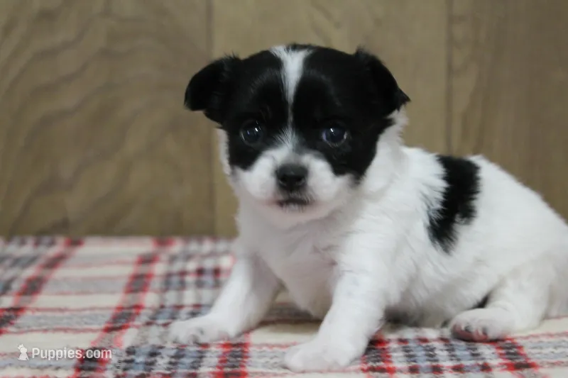 Tia AKC – Chihuahua puppy for sale in Flora, IN