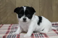 Tia AKC, a female Chihuahua for sale in Flora, IN – Photo 3 of 7
