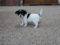 Tia AKC ON HOLD, a female Chihuahua for sale in Flora, IN – Photo 6 of 9