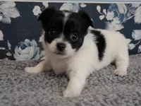 Tia AKC ON HOLD, a female Chihuahua for sale in Flora, IN – Photo 4 of 9
