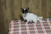Tia AKC, a female Chihuahua for sale in Flora, IN – Photo 6 of 7