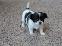 Tia AKC ON HOLD, a female Chihuahua for sale in Flora, IN – Photo 2 of 9