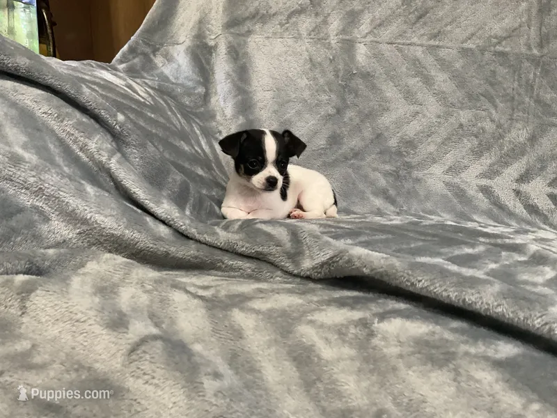 AKC Lego – Chihuahua puppy for sale in Flora, IN