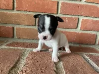 Buster, a male Chihuahua for sale in Flora, IN – 6 of 6