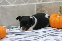 Fluffy, a male Chihuahua for sale in Flora, IN – 5 of 6