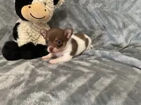 Eddy, a male Chihuahua for sale in Flora, IN – 5 of 7