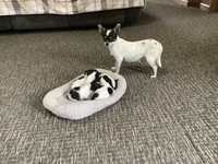 AKC Sparkle , a female Chihuahua for sale in Flora, IN – 7 of 7