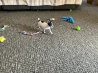 Buster, a male Chihuahua for sale in Flora, IN – 7 of 10