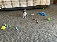 Buster, a male Chihuahua for sale in Flora, IN – 3 of 10