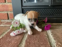Petunia , a female Chihuahua for sale in Flora, IN – 4 of 5