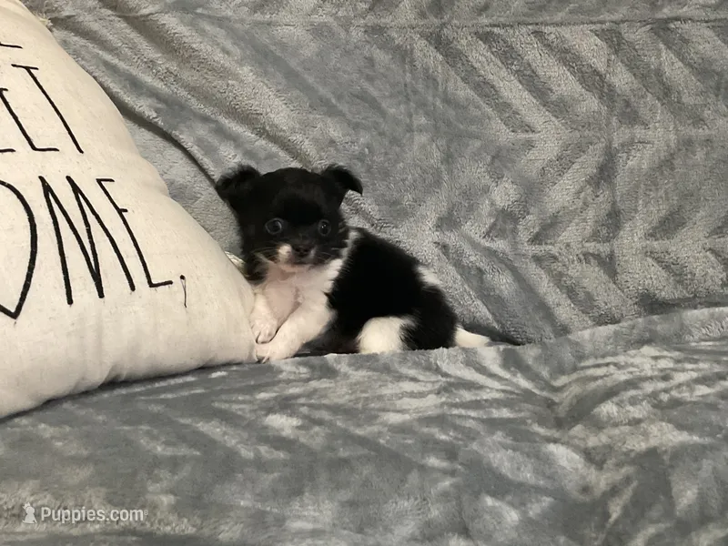 Fluffy – Chihuahua puppy for sale in Flora, IN