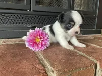 Dahlia , a female Chihuahua for sale in Flora, IN – 3 of 6