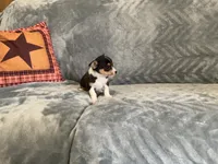Muffin, a male Chihuahua for sale in Flora, IN – 3 of 7