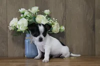 Trex AKC, a male Chihuahua for sale in Flora, IN – 6 of 8